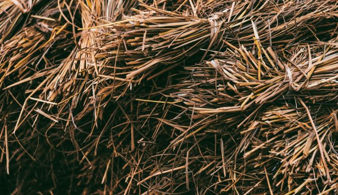 Ruwe Miscanthus